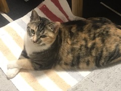 にゃめんなよ〜！
