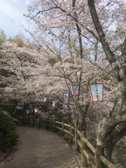 安芸津町正福寺山公園2019年