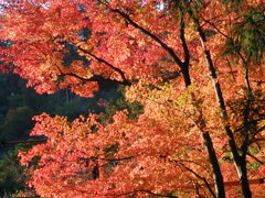 仏通寺の想い出2012Ⅲ