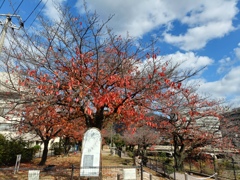 さくら紅葉Ⅰ
