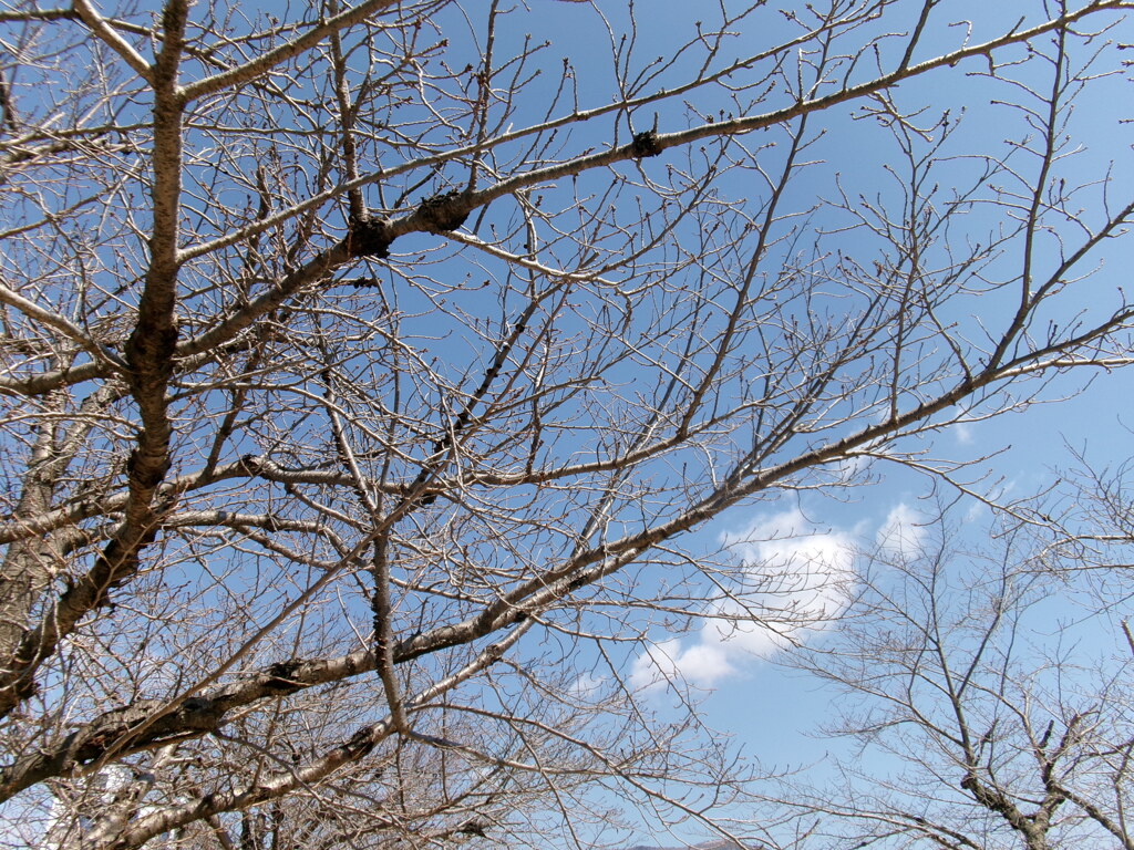桜前線