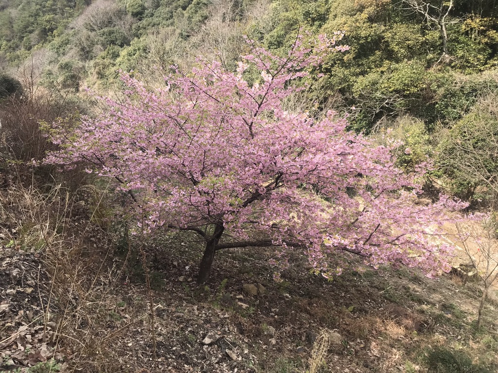 Sakuraカラーで写そ♪2020年版