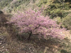 Sakuraカラーで写そ♪2020年版
