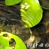 potapota_medaka10