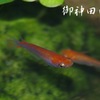 楊貴妃透明鱗＊メダカ
