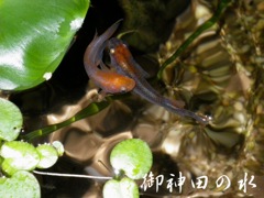 kirakira_toumeisui