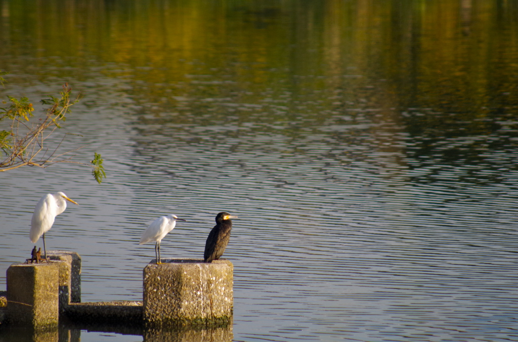 水鳥たちのセイレツ