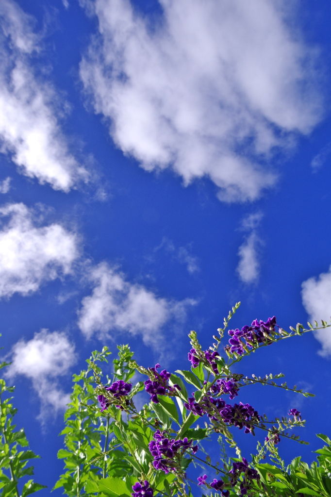 小笠原の空