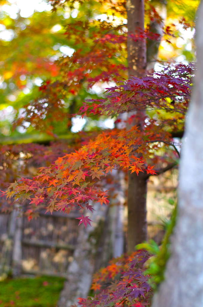 宝厳院の紅葉