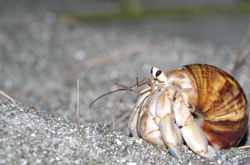 オカヤドカリの黄昏…