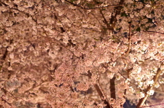 夜桜　-鶴舞公園-