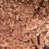 夜桜　-鶴舞公園-