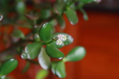 金の成る花（金の成る木の花）