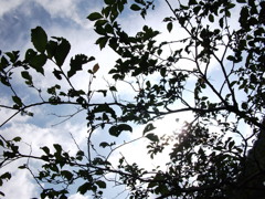 空と葉
