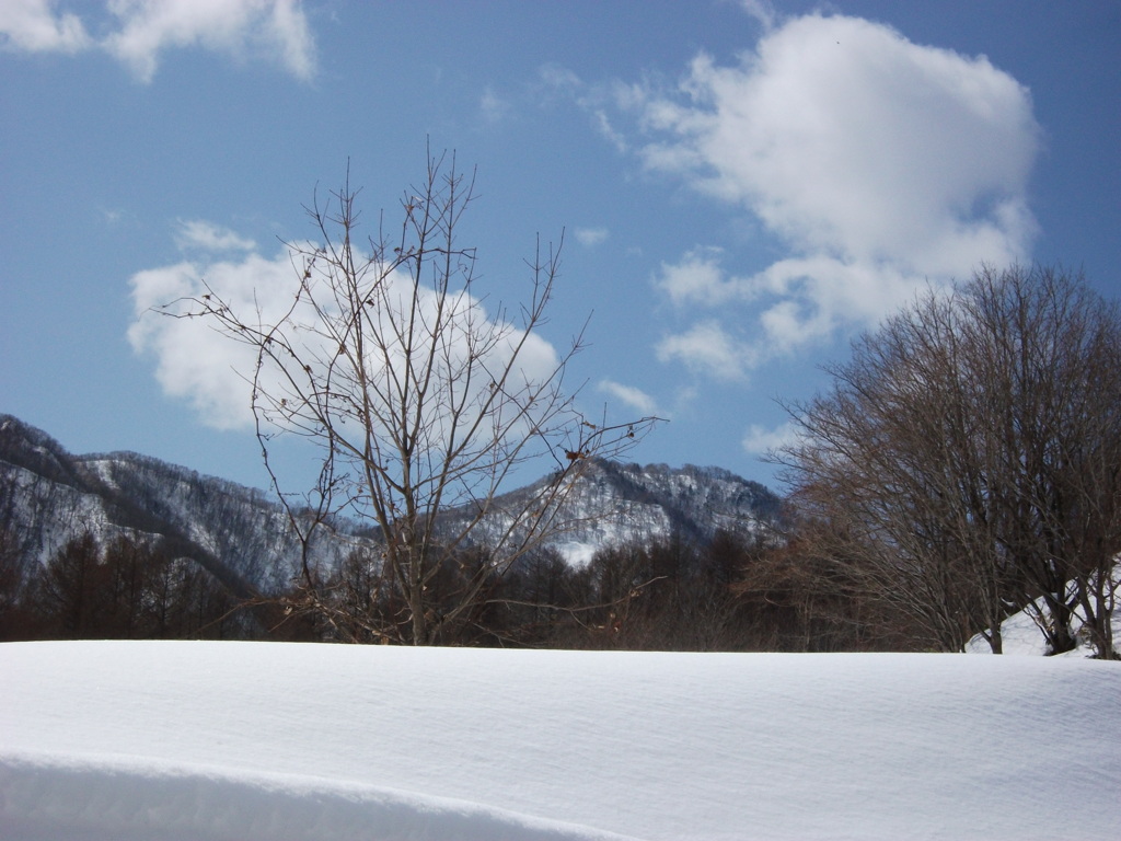 雪原