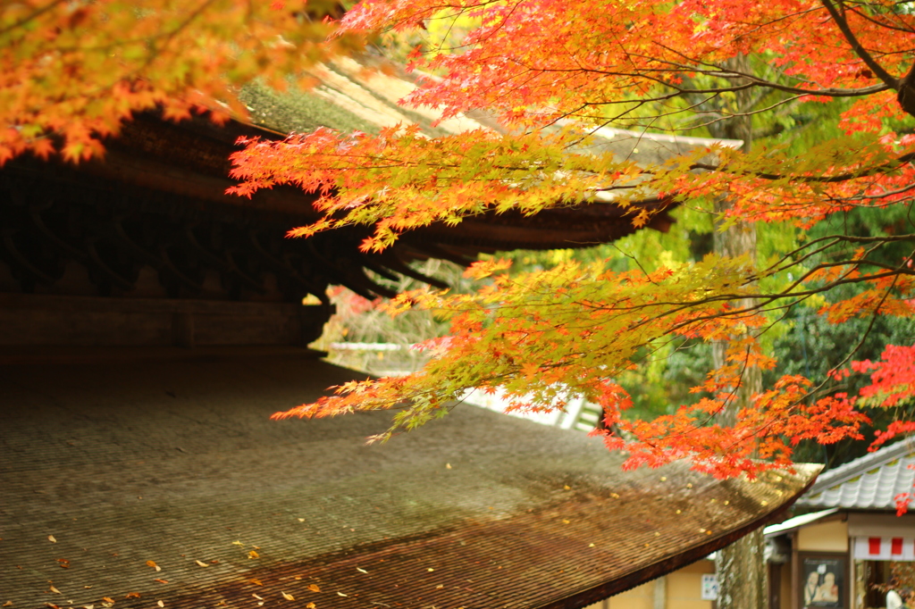 紅葉