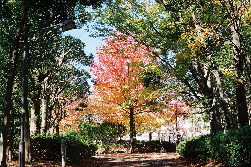 紅の中心