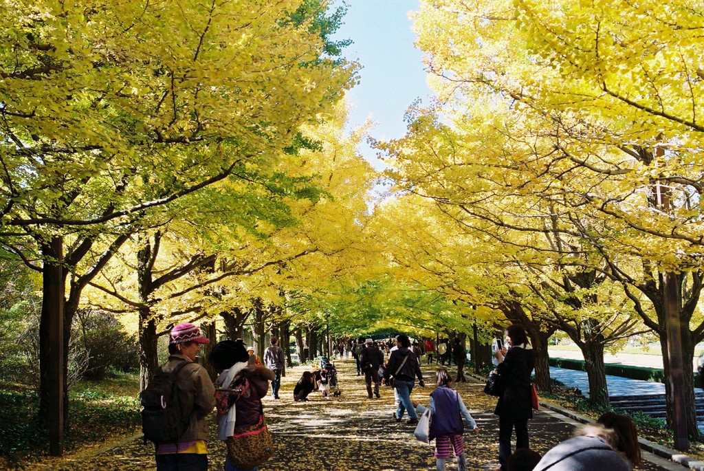 昭和記念公園・銀杏並木の賑わい