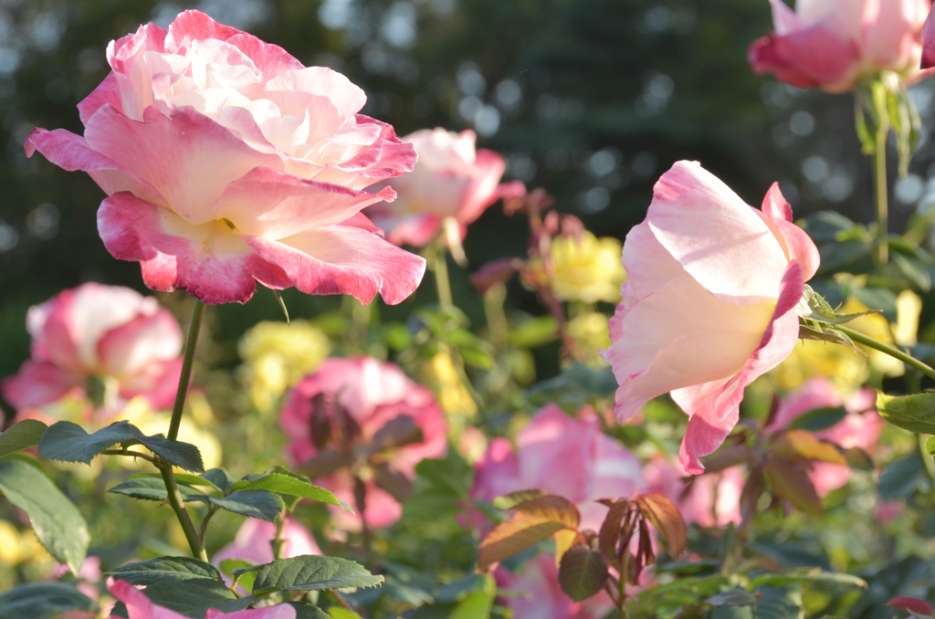 深大寺の薔薇２