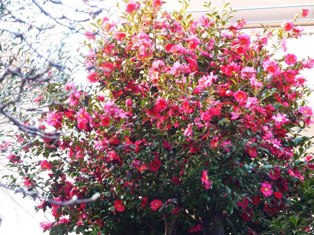 山茶花絢爛