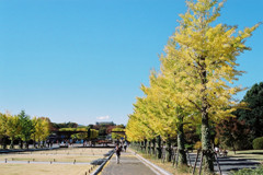 昭和記念公園・銀杏の遠近法
