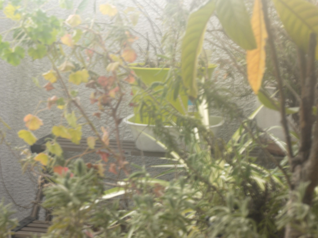 ベランダの草草