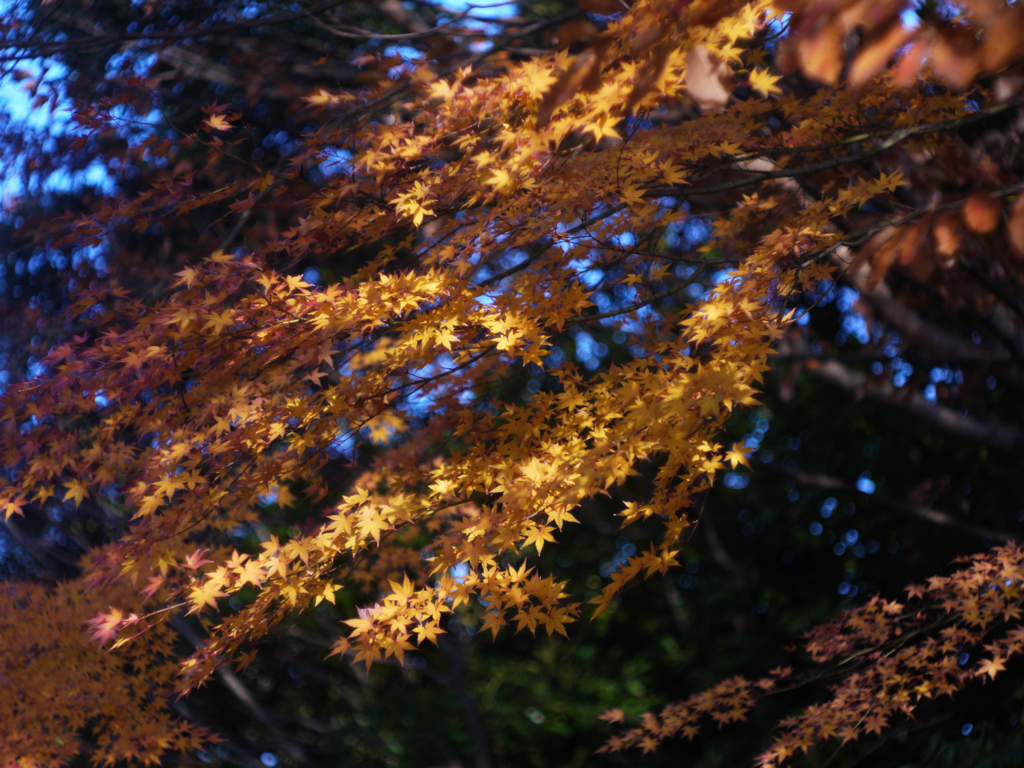 最後の紅葉ージョギングの途中で