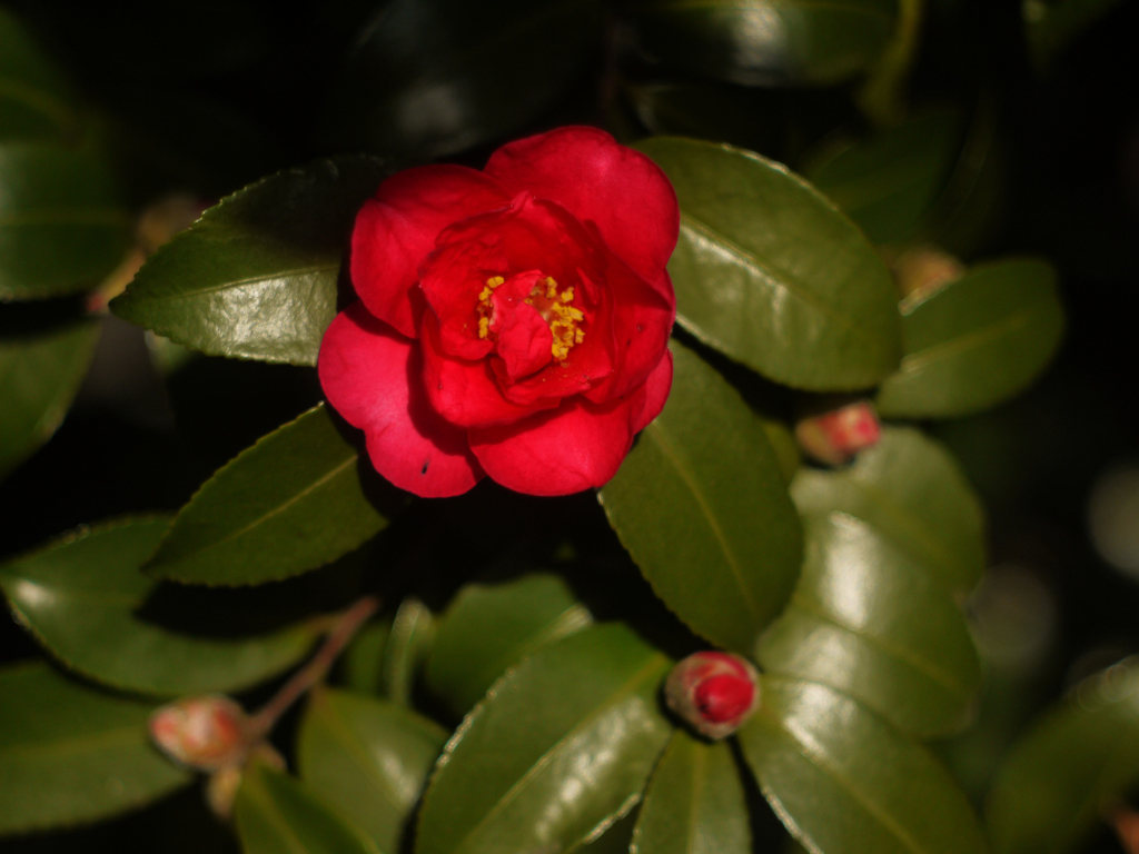 赤い山茶花に移った