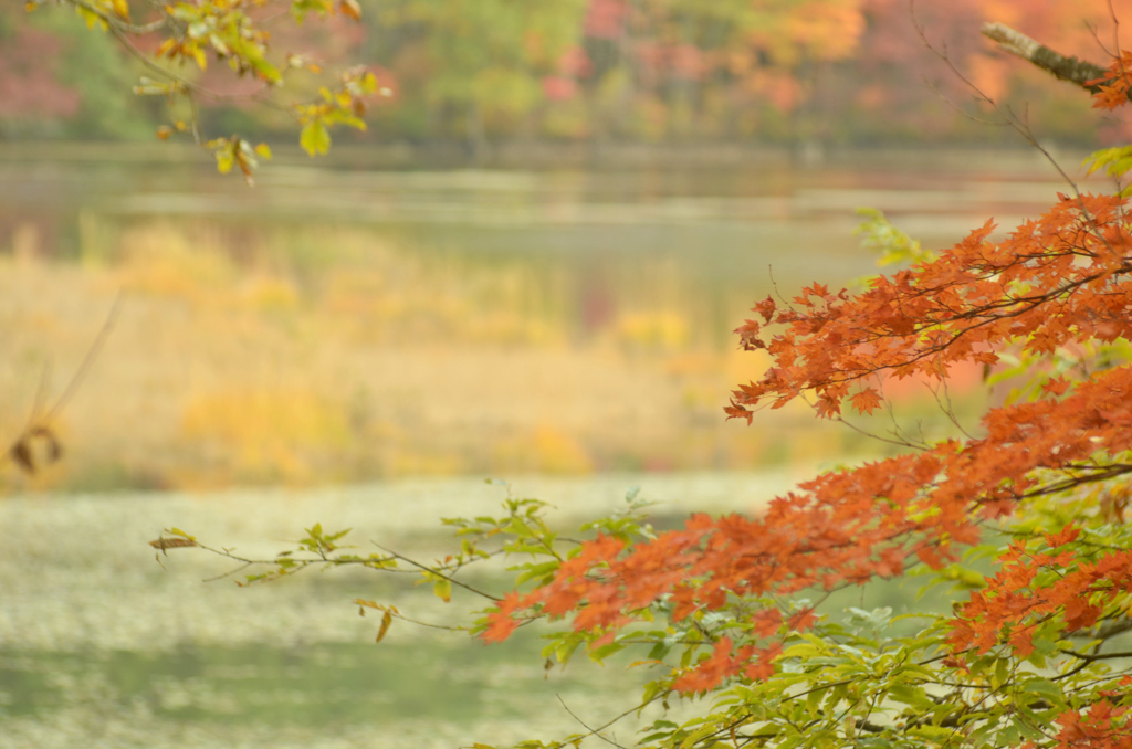 福島県観音沼　沼にかぶる紅葉
