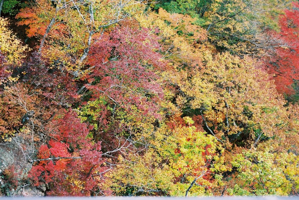 紅葉  福島県　奥甲子温泉のあたり