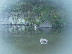 追憶・水辺の鳥