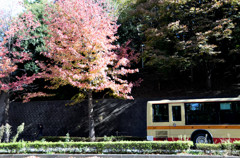 紅葉のもと、京王バス発車