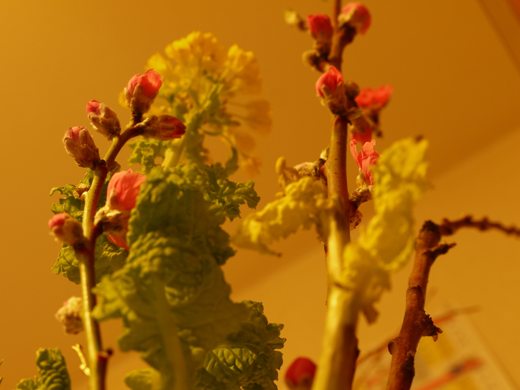 IKEBANA・２題
