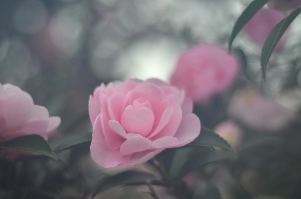 山茶花を蝋で固めたら