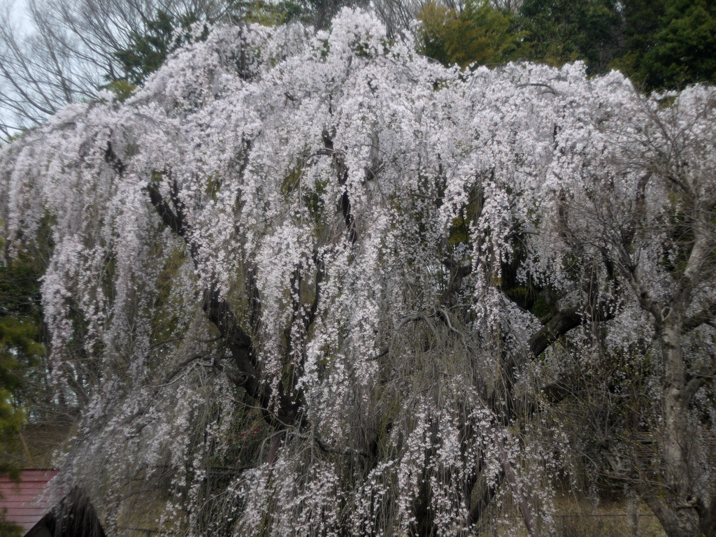 河井家の桜　２０１３
