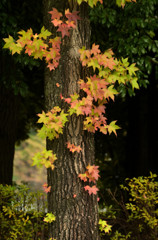 Ｓ時の紅葉