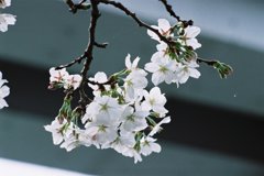 桜花・ひとふさを