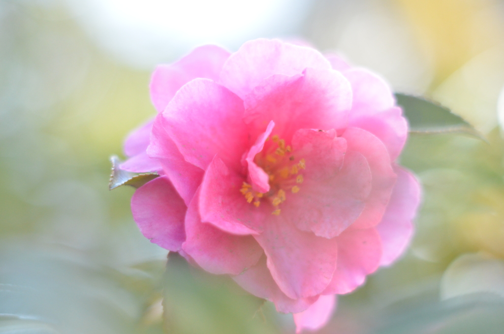 春光を浴びる冬花