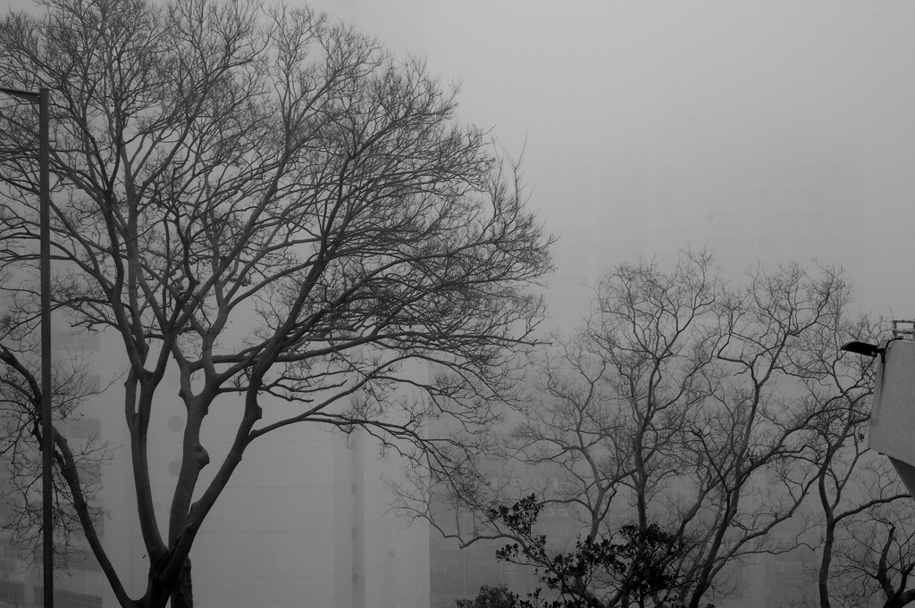 A foggy day