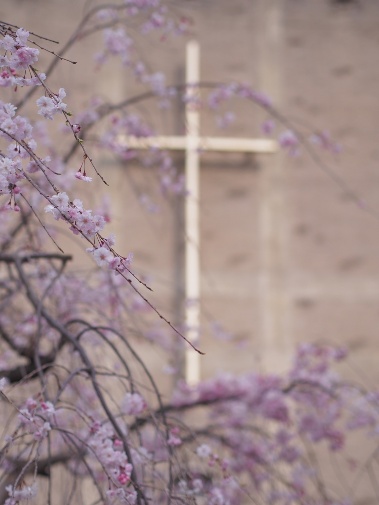 桜十字