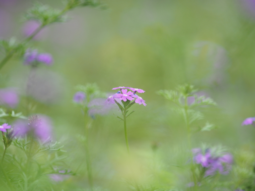 小さな花園