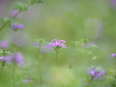 小さな花園