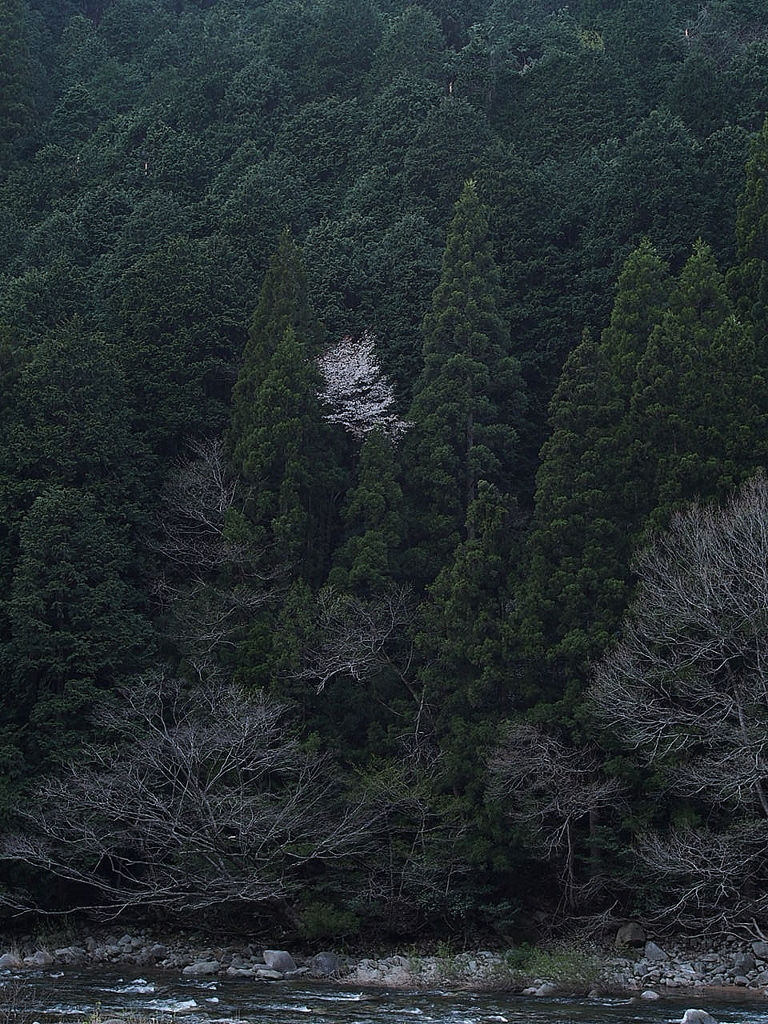 名もなき山桜4