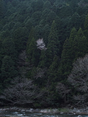 名もなき山桜4