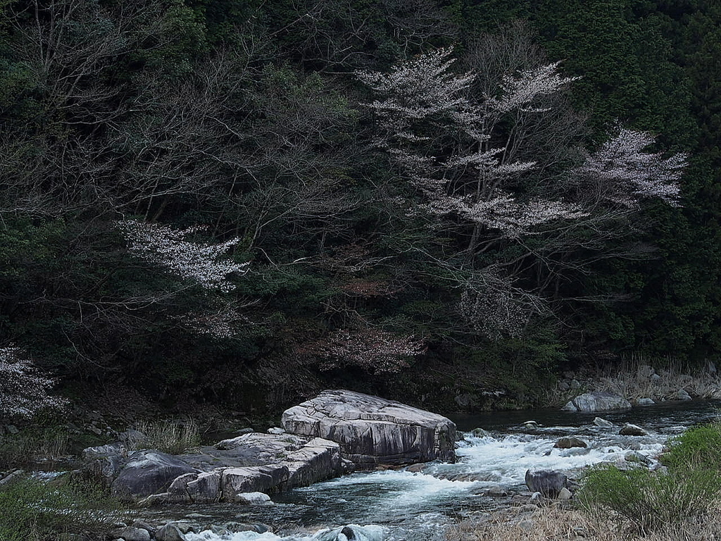 名もなき山桜3