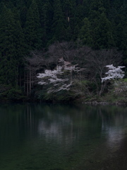 名もなき山桜2