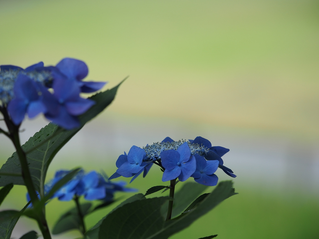 額紫陽花