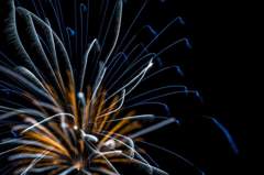 Fireworks 7