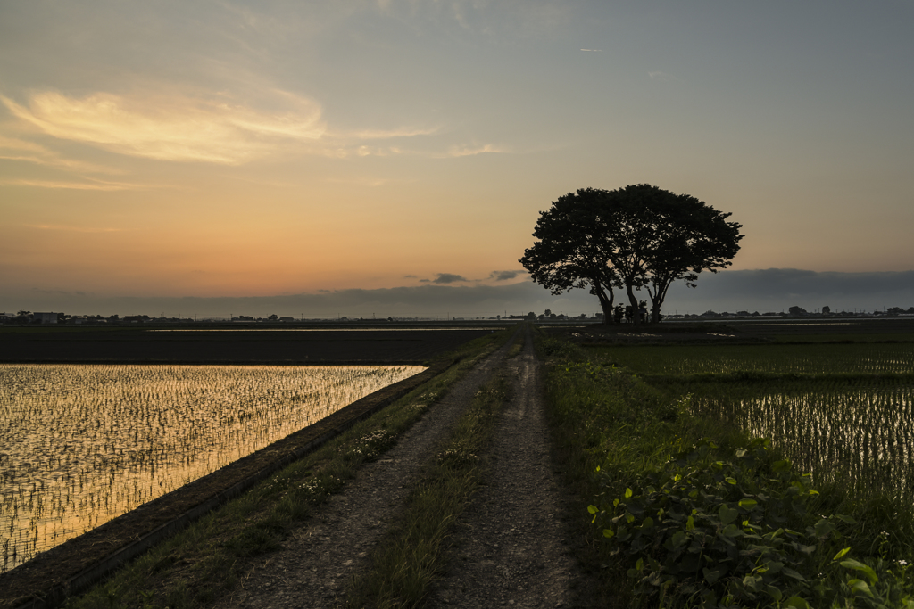 農道 in the 夕景