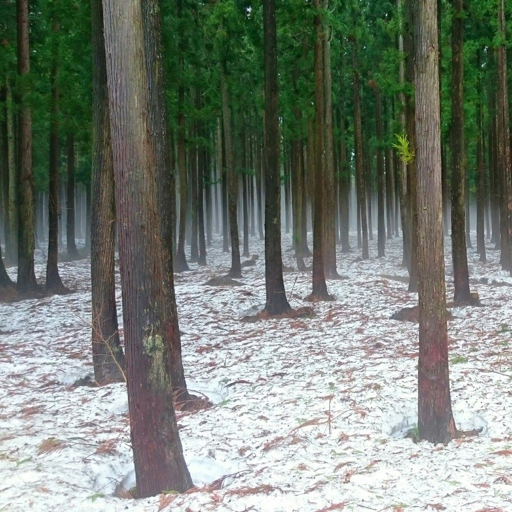 cedar forest 2